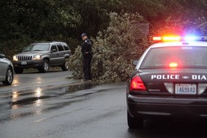 A Bainbridge Island police officer stands next to a clump of downed alder trees on Highway 305.