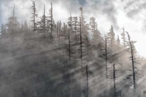 Dawn Bockus’ image “Clouds Moving Through the Trees” was voted as the first-place winner at the recent Bainbridge Island Photo Club’s Fourth of July exhibition.