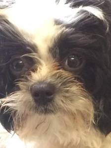 Rasham Riely-Gibbons’ 5-month-old Shih-poo