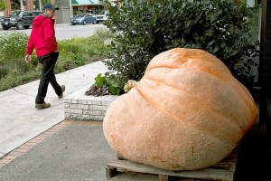 A passerby checks out the giant pumpkin that has been placed on Winslow Way.