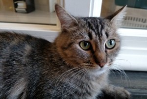 Darcie