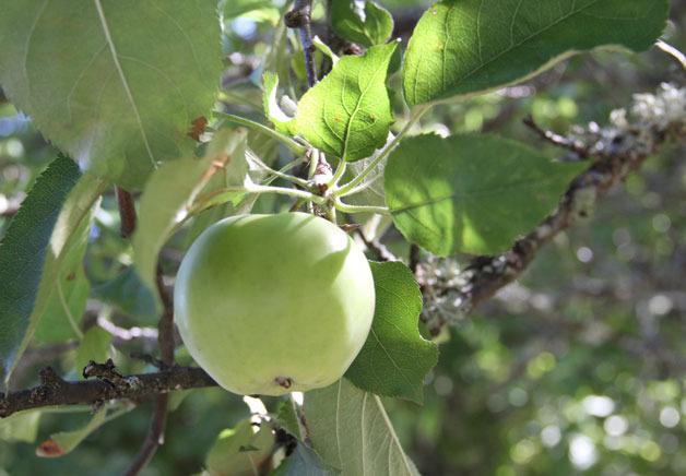 Bainbridge Island Fruit Club hosts Q&A