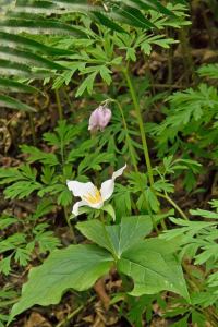 Bleeding heart and trillium.