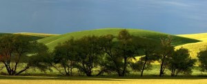 “Mustard through Trees” by Paul Russell.