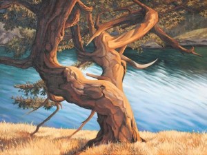 'Windwept' by Chris Witkowski