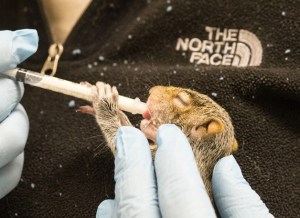 A helper at the West Sound Wildlife Shelter feeds a baby squirrel that was brought into the shelter.
