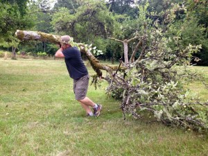 The first of several planned pruning events took place last week at the Johnson Farm heritage orchard in an effort by Bainbridge Island Fruit Club and Friends of the Farms to improve the quality of those trees’ fruit and create healthier tree structures overall.