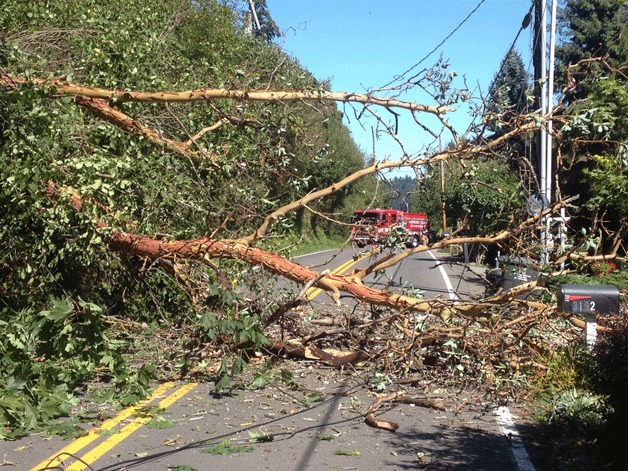 A madrone fell onto Point White Drive Thursday
