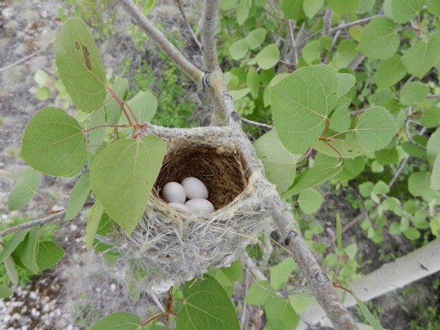 Idie Ulsh will present the lecture “Feathered Architects” on Thursday