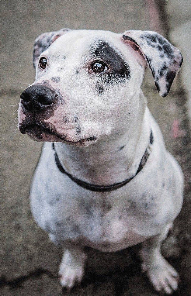 Boon is a 2-year-old Pointer mix and a curious