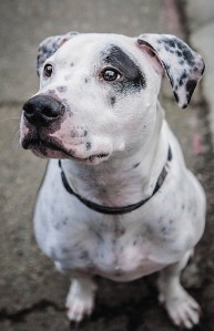 Boon is a 2-year-old Pointer mix and a curious