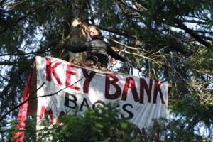 Chiara D'Angelo stages a 'tree sit' Monday about 70 feet up an evergreen tree at the site of a proposed shopping center at Highway 305 and High School Road.