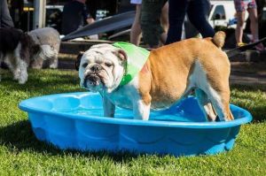 Pets can cool off and chill out at the 22nd PetsWALK Saturday