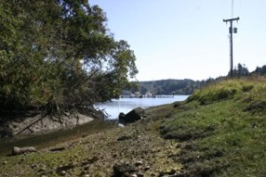 A fish-bearing creek empties into Eagle Harbor along the east boundary of Strawberry Plant Park.