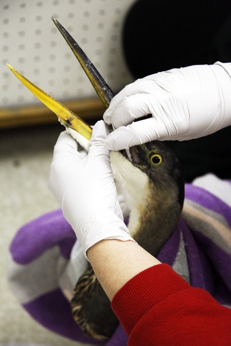 A Great Blue Heron receives treatment at West Sound Wildlife Shelter. The new facility will host birds of all species.