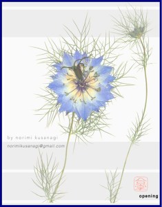 Drawings and paintings by artist Norimi Kusanagi will be on display at the Bainbridge Public Library in February.
