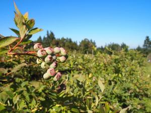 Blueberries ripen in the sun at the Bainbridge Island Blueberry Farm.