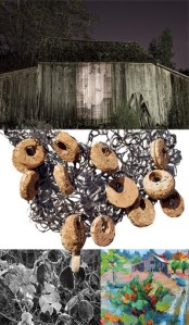 Images from Looking at Bainbridge