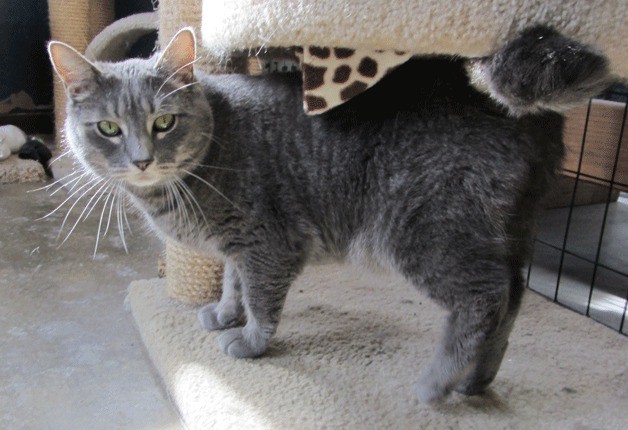 Marco is a shorthaired grey bullseye tabby.
