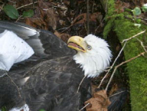 An eagle found shot near Port Blakely is picked up by West Sound Wildlife Shelter staff. The eagle is convalescing at the shelter and could be released this spring.