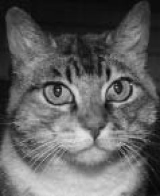 Tosca is Bainbridge's Cat of the Week