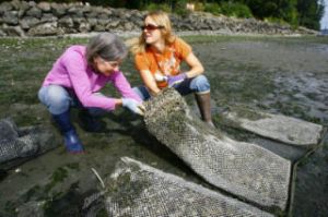 (Top) Restoration Fund Project manager Morgan Rohrbach leads helper Zoe Kreft and homeowner Ruth Carr to the shellfish beds near Port Madison. (Above) Rohrbach and Carr inspect the seed bags and separate the clumps of oysters. (Left) A large non-native Pacific dwarfs the native Olympic oysters.