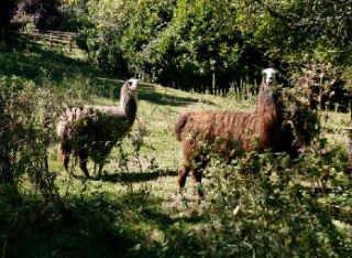 The Housing Resources Board plans to transform six acres on Ferncliff Avenue