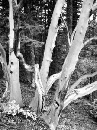 State’s trees in a decade-long funk