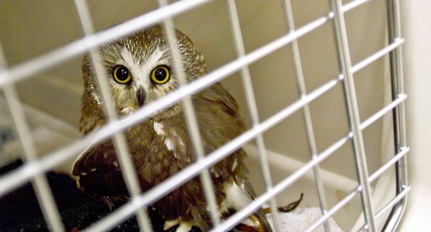 4 for ’14 | Where to now, West Sound Wildlife Shelter?