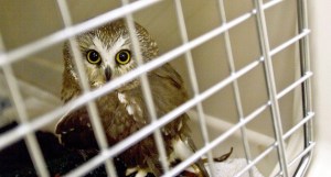 4 for ’14 | Where to now, West Sound Wildlife Shelter?
