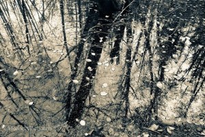 The Gallery at Grace will feature the photography of Ronda Broatch through March.