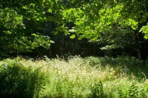 The trail to Gazzam Lake has proven to be a popular destination for Bainbridge  walkers.