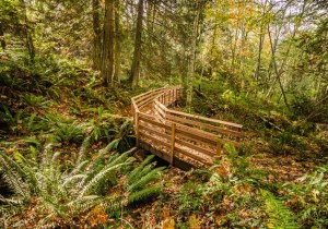The Veterane trail is one of two new pathways that opened at Gazzam Lake Nature Preserve this past weekend.