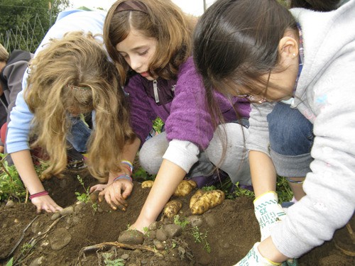 Annika Lesko (middle) and Hannah Lee (far right) harvest potatoes at Morales Farm last week.