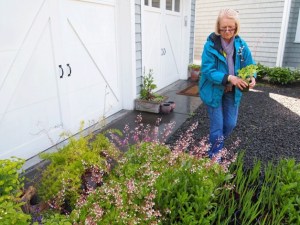 Karen Marten organizes the plants she will donate to the Bainbridge Island Garden Club’s annual plant sale. Marten will donate 450 plants of different varieties that she divided or cut from plants in here own garden. Proceeds from the plant sale will go to support a scholarship for a Bainbridge High School student who will study horticulture.
