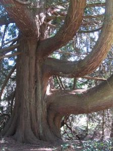 One of the next trees up for inspection for the Heritage Tree Program is this red cedar located on private property.