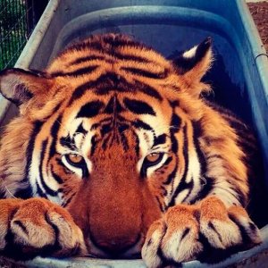 A tiger from the Walk on the Wild Side sanctuary will be among the animals to make the trip to the Kitsap County Fair this year.