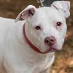 Sprite and Squishy Tank are this week’s adoptable pets