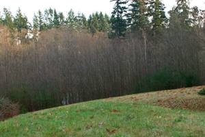 Bainbridge park land gets official name