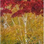 Island photographer shares a look at our leafy neighbors in Bainbridge Performing Arts Gallery show