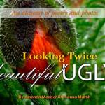 Two author events at Eagle Harbor Sunday
