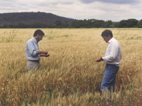 Island resident Carl Mundt and an associate inspect grain in an Argentine field.