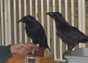 Crows Ed and Ebeneezer teach kids why they shouldn’t be pets.