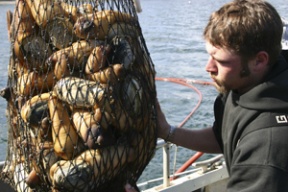 Deckhand Daniel Spenser reels in a load of geoducks from Port Madison Bay.
