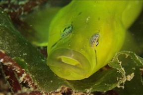 A Penpoint Gunnel photographed off the shores of Bainbridge.