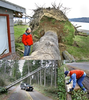 Alec Vassiliadis (at top) looks over a large white pine tree that narrowly missed his Crystal Springs house. The massive tree flattened a neighbor’s pickup truck. Neighbors on Falk Road (Bottom