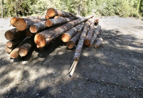The city says some trees may have been cut illegally during clearing for the Port Blakely Cemetery expansion off Old Mill Road.