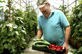 Brian MacWhorter of Butler Green Farms gathers his prized "slicer” tomatoes and cucumbers from a greenhouse owned by fellow island farmer Akio Suyematsu. MacWhorter will deliver the produce to the island’s farmer’s market just hours after harvest.
