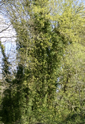 You can’t see the forest for the trees – and at Blakely Harbor Park