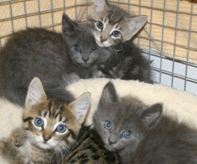 Mama Turnip’s playful brood will be put up for adoption soon.